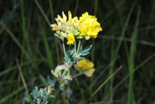 Fabacea - cfr. Medicago falcata